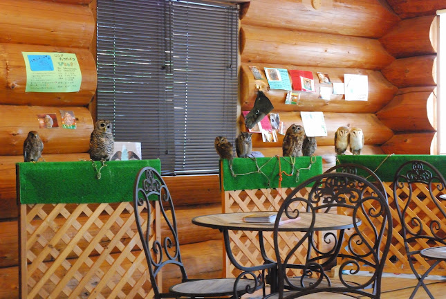 Opinii despre エキゾチックアニマルカフェRicky秋田店 猫カフェ+ în 秋田市 - 飲食業