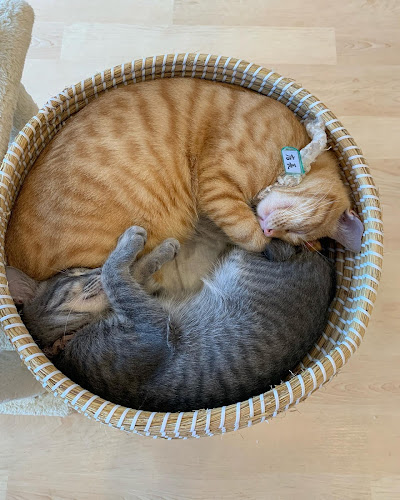 〒857-0066 長崎県佐世保市小島町７−２４