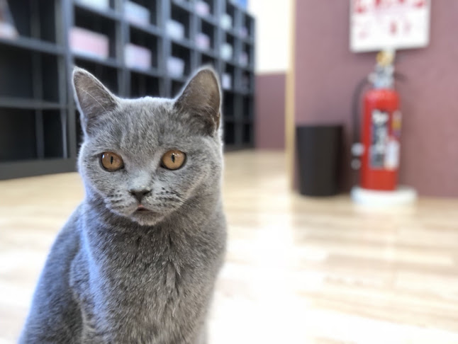 Puchi Marry ラソラ札幌店 - 札幌市