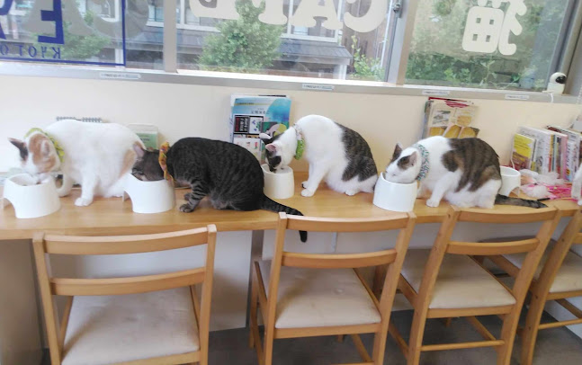 猫カフェギャラリーキャッツアイ