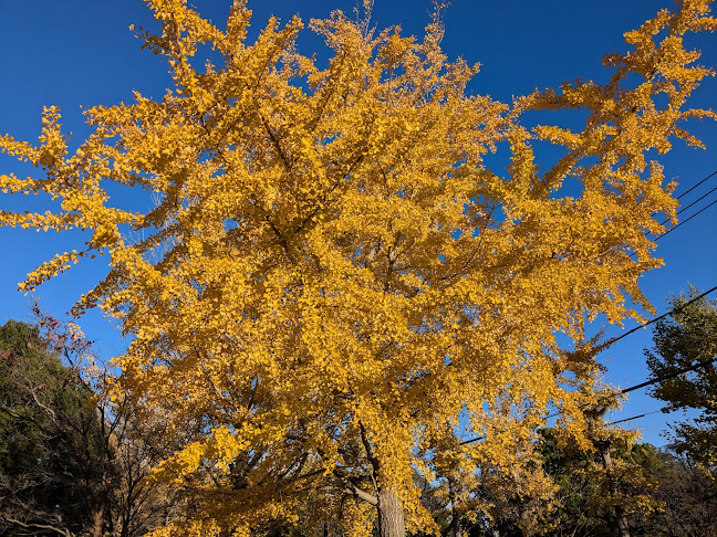保土ヶ谷公園 - 横浜市
