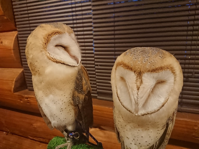 エキゾチックアニマルカフェRicky秋田店 猫カフェ+