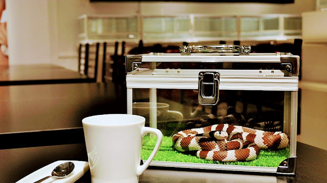 - Cafe & Snake - 東京スネークセンター - 渋谷区