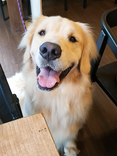 DogCafe Gaju - 習志野市