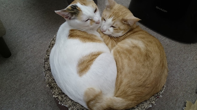 〒602-0875 京都府京都市上京区信富町３２５−２ 吉成ビル 3F