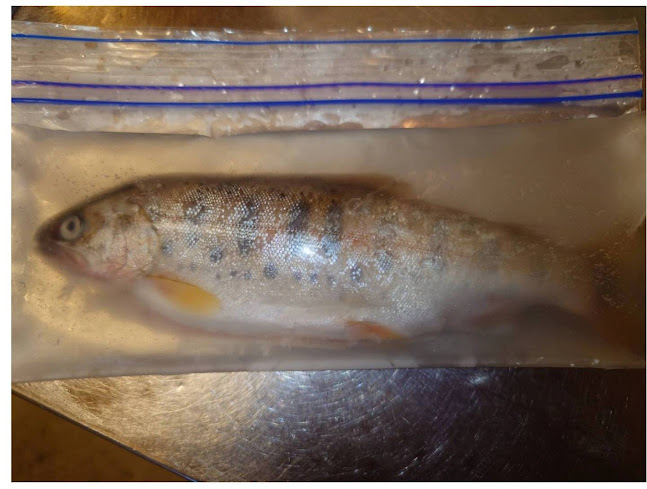 おかあちゃんの味 一休 - 札幌市