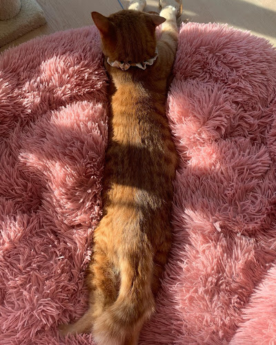 Comentarii opinii despre カフェ九十九島ねこの郷