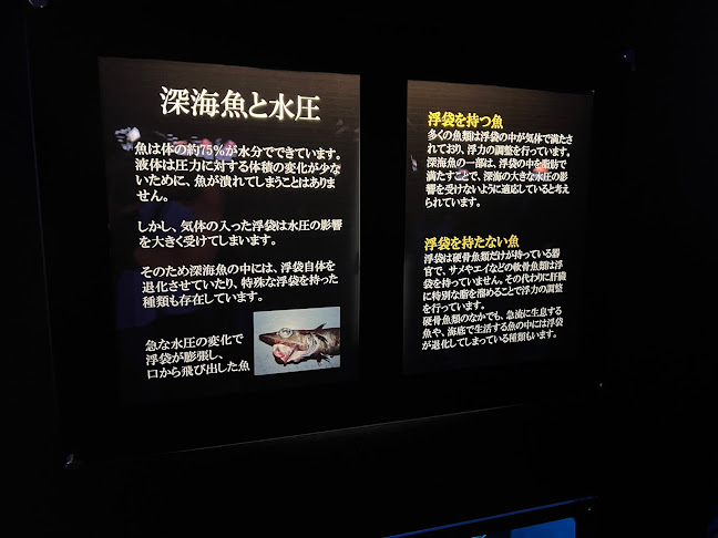 Opinii despre Latimeria～ラティメリア în 沼津市 - 飲食業