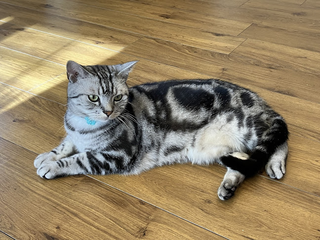 Opinii despre ぎんのちゃや în 西宮市 - 飲食業