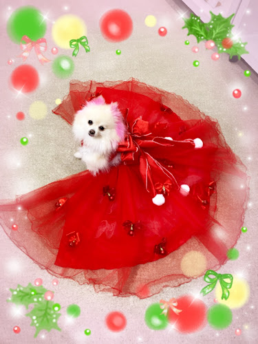 Opinii despre Dog 🐾café & Bar mint(ドッグカフェミント) în 堺市 - 飲食業