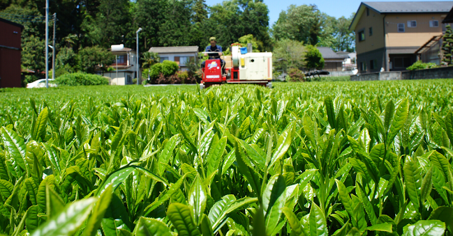 清水園製茶工場 - 飲食業