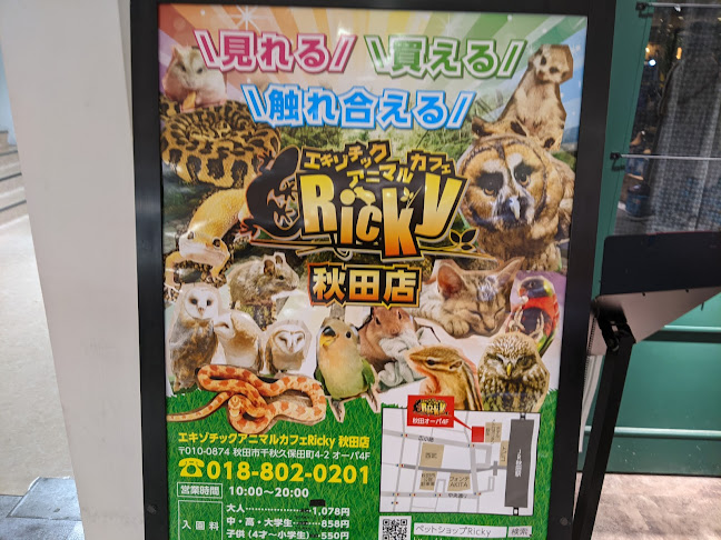 Opinii despre エキゾチックアニマルカフェRicky秋田店 猫カフェ+ în 秋田市 - 飲食業