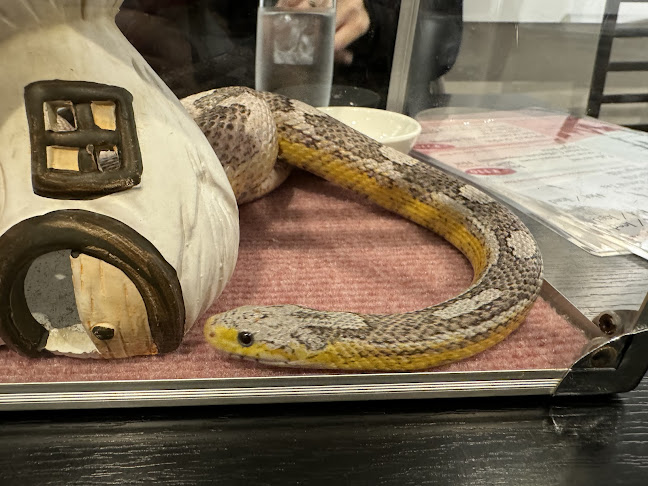 Comentarii opinii despre - Cafe & Snake - 東京スネークセンター