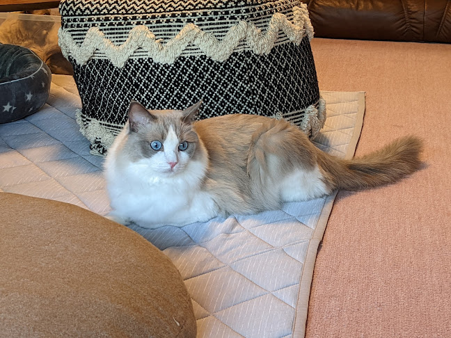 Comentarii opinii despre 猫カフェいかろす CAT CAFE IKARUS