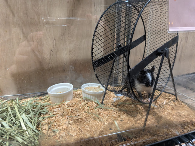 Comentarii opinii despre エキゾチックアニマルカフェRicky秋田店 猫カフェ+
