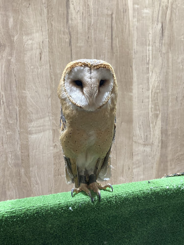 エキゾチックアニマルカフェRicky秋田店 猫カフェ+ - 飲食業