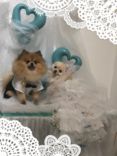 Comentarii opinii despre Dog 🐾café & Bar mint(ドッグカフェミント)