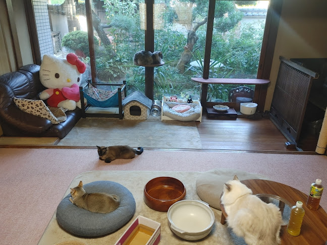Opinii despre 猫カフェいかろす CAT CAFE IKARUS în 忠岡町 - 飲食業