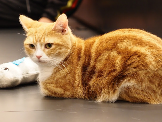 Puchi Marry ラソラ札幌店 - 札幌市