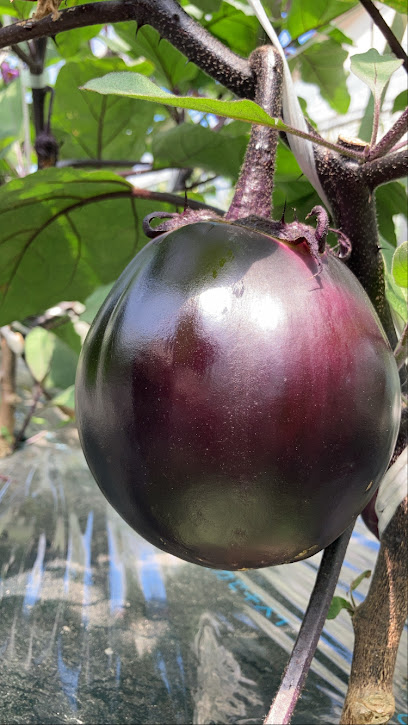 京賀茂野菜 森田農園直売所