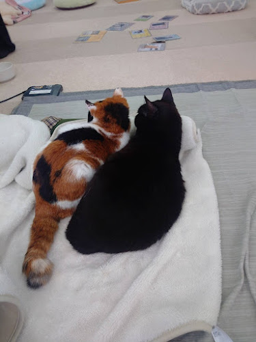 保護ねこカフェ おむすび