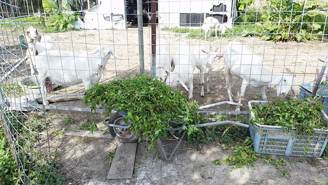 Comentarii opinii despre 沖縄県産ヤギ肉・沖縄県産ヤギ汁刺身・県内最安値の沖縄山羊牧場(山羊肉専門店)※ご来店は必ずお電話お願いいたします※