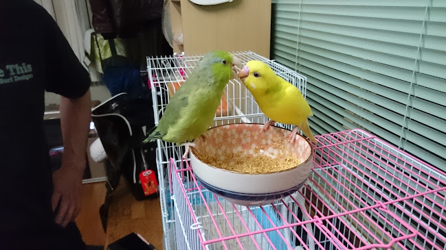 〒010-0874 秋田県秋田市千秋久保田町４−２