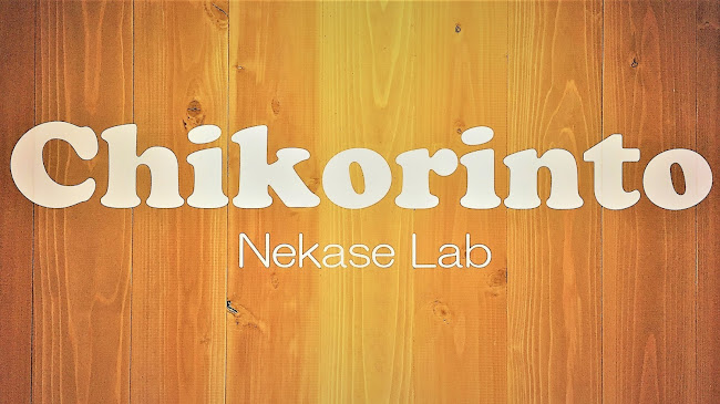 Nekase Lab Chikorinto
