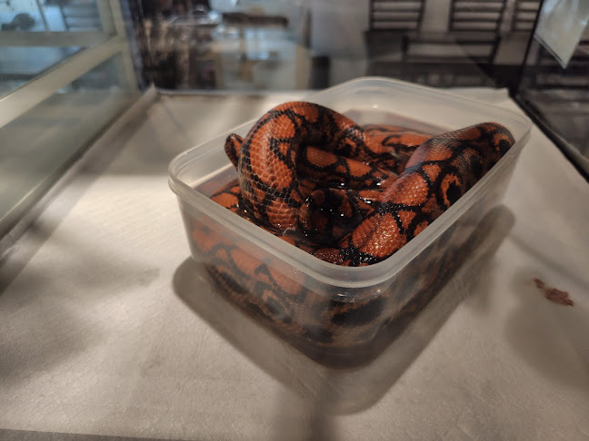 - Cafe & Snake - 東京スネークセンター - 飲食業