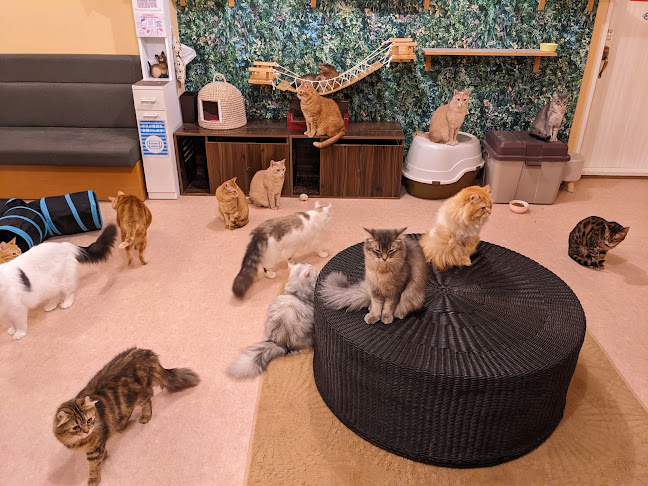 Comentarii opinii despre 猫カフェ十にゃん十色