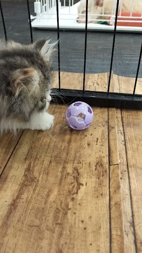 エキゾチックアニマルカフェRicky秋田店 猫カフェ+ - 飲食業