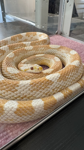 - Cafe & Snake - 東京スネークセンター
