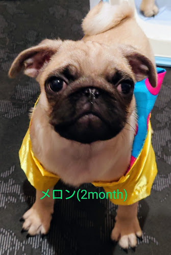 パグカフェ LivingRoom 京都 - 飲食業