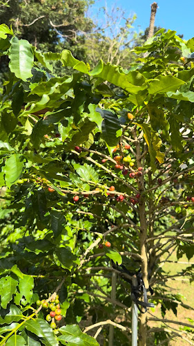 Opinii despre 中山コーヒー園 Nakayama Coffee Farm în 名護市 - 飲食業