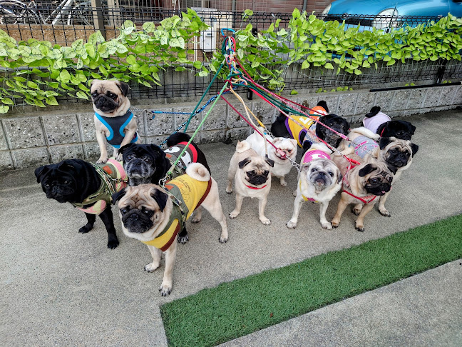 パグカフェ LivingRoom 京都 - 京都市