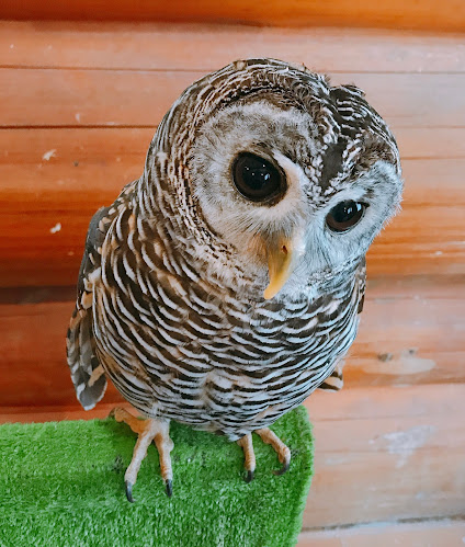 エキゾチックアニマルカフェRicky秋田店 猫カフェ+ - 秋田市