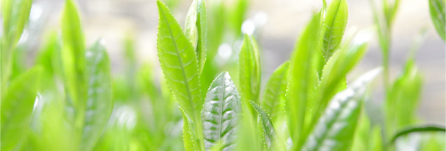 茶舗ふりゅう Fukuoka JapanTea Studio - 福岡市