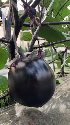 Opinii despre 京賀茂野菜 森田農園直売所 în 京都市 - 飲食業