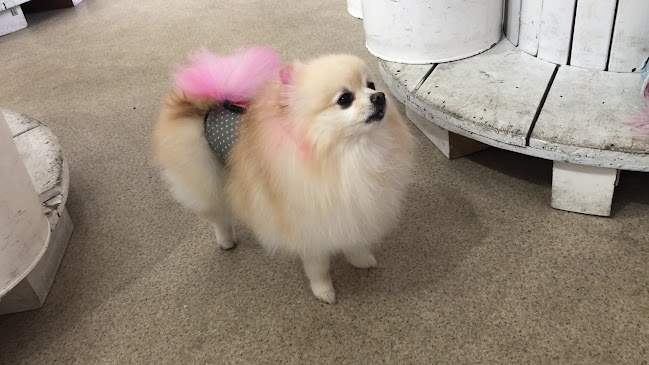 Opinii despre Dog 🐾café & Bar mint(ドッグカフェミント) în 堺市 - 飲食業