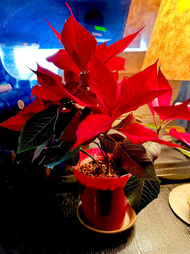 Cucina Albero - 飲食業