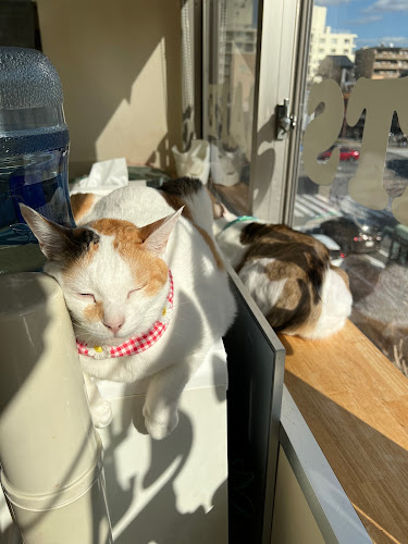 猫カフェギャラリーキャッツアイ - 飲食業