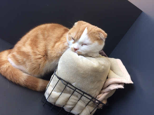 Puchi Marry ラソラ札幌店 - 飲食業