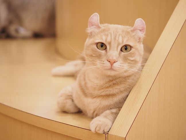 Puchi Marry ラソラ札幌店