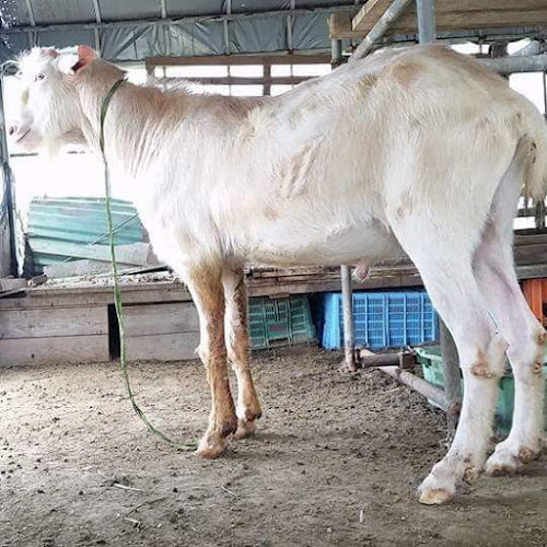 沖縄県産ヤギ肉・沖縄県産ヤギ汁刺身・県内最安値の沖縄山羊牧場(山羊肉専門店)※ご来店は必ずお電話お願いいたします※ - 飲食業