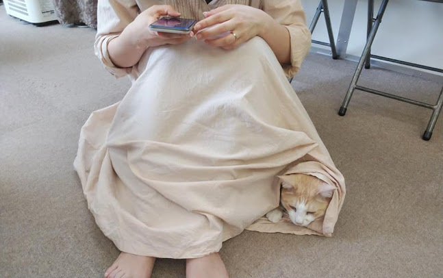 猫カフェギャラリーキャッツアイ - 京都市