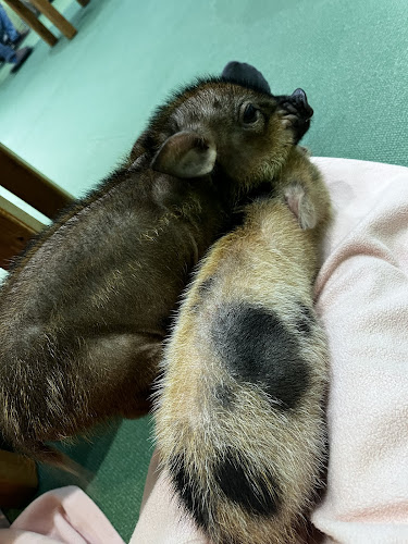 Comentarii opinii despre mipig cafe イオンレイクタウン店