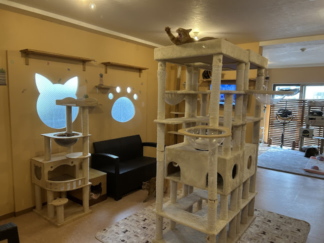 猫カフェ十にゃん十色 - 飲食業