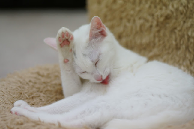 保護ねこカフェ おむすび - 横浜市