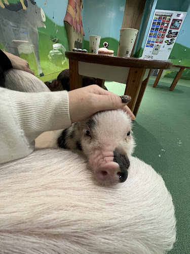 mipig cafe イオンレイクタウン店 - 越谷市