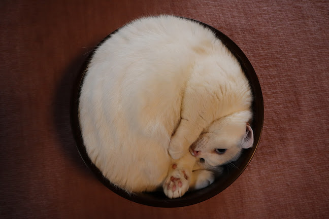 猫カフェいかろす CAT CAFE IKARUS - 忠岡町